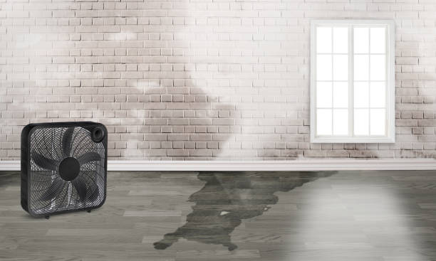 Best Carpet water damage restoration  in Nolanville, TX